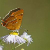 Thécla du bouleau (Thecla betulae)