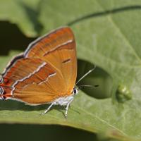 Thécla du bouleau (Thecla betulae)