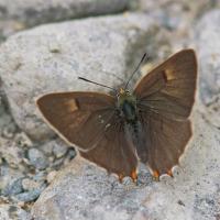 Thécla du bouleau (Thecla betulae)