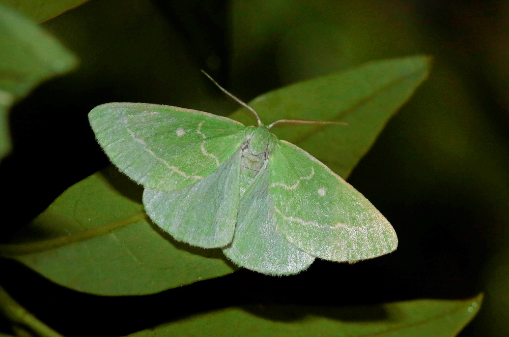 L'Emeraude (Thetidia smaragdaria)