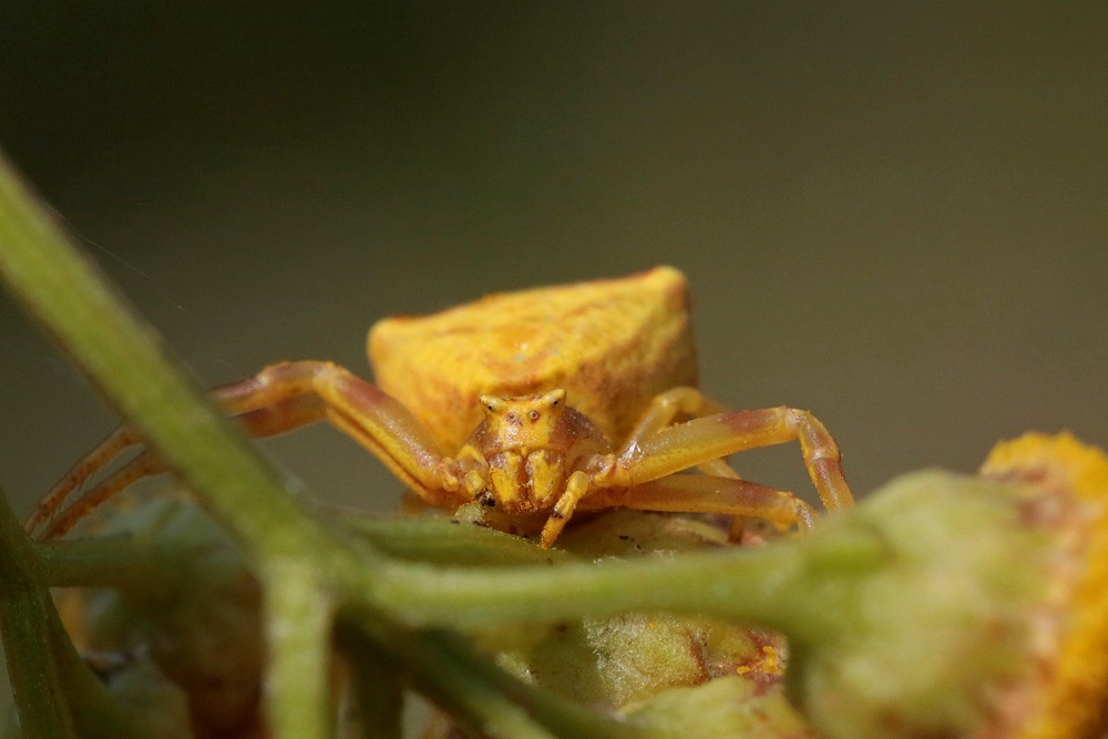 Thomise enflée (Thomisus onustus)