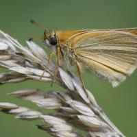 L'Hespérie du dactyle (Thymélicus lineolus)