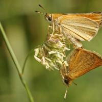 L' Hespérie du dactyle (Thymelicus lineolus) couple.