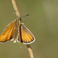 L'Hespérie du dactyle (Thymélicus lineolus)
