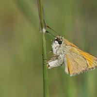 L'Hespérie de la houque (Thymelicus sylvestris) femelle en ponte