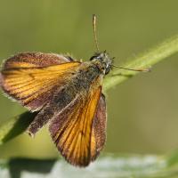 L'Hespérie de la houque (Thymélicus sylvestris)