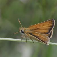 L'Hespérie de la houque (Thymelicus sylvestris)