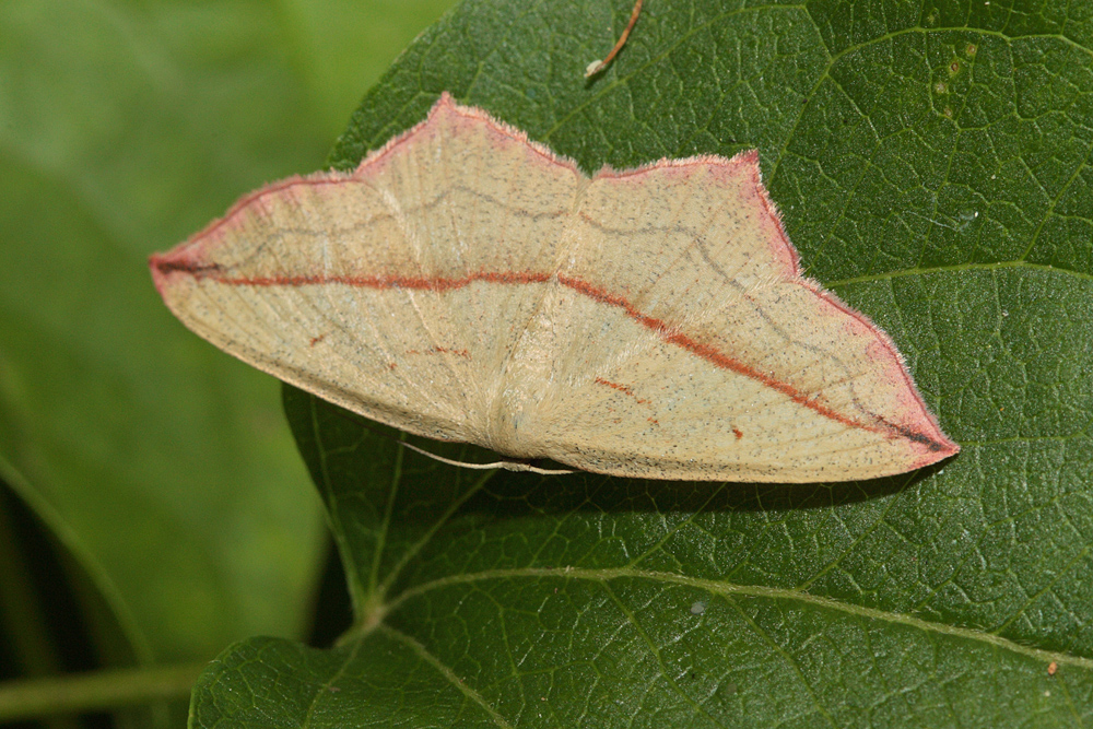 La Timandre aimée (Timandra comae)