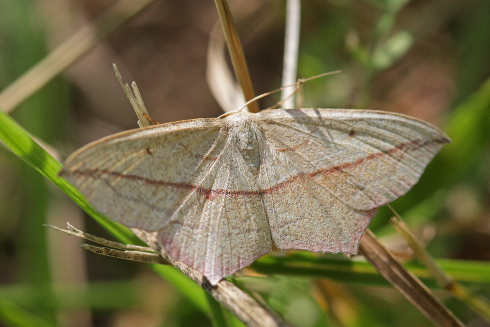 La Timandre aimée (Timandra comae)