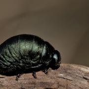 Crache sang (Timarcha tenebricosa) larve