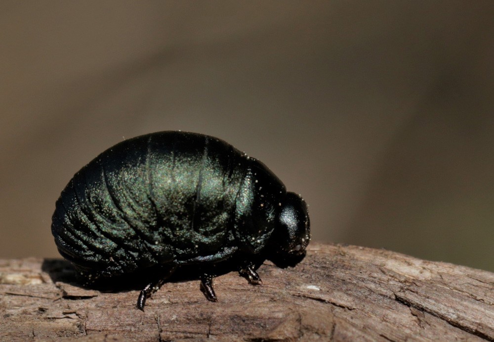 Chrysomèle noire ou Crache sang (Timarcha tenebricosa)  larve.