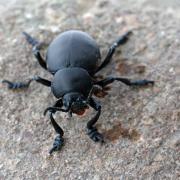 Crache sang (Timarcha tenebricosa)