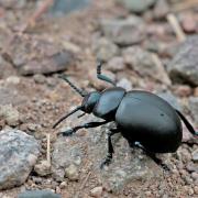 Crache sang (Timarcha tenebricosa)