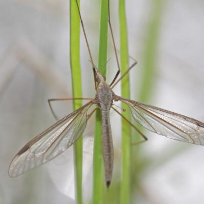 Tipule du chou (Tipula oleracea)