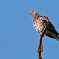 Tourterelle des bois (Streptotelia turtur)