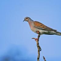 Tourterelle des bois (Streptotelia turtur)