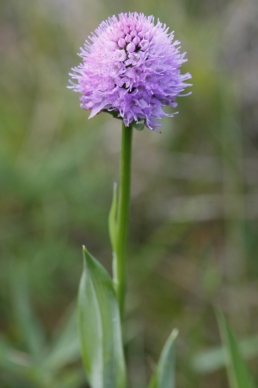 Orchis globuleux (Traunsteneira globosa)