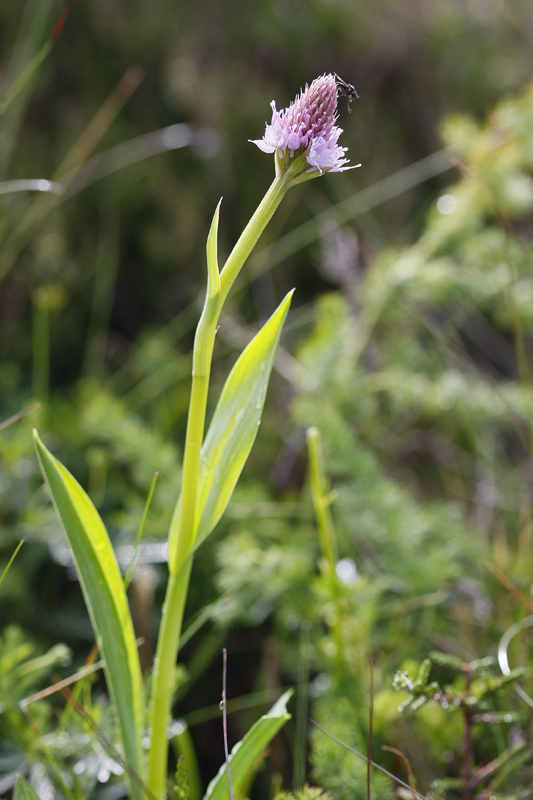 Orchis globuleux (Traunsteneira globosa)