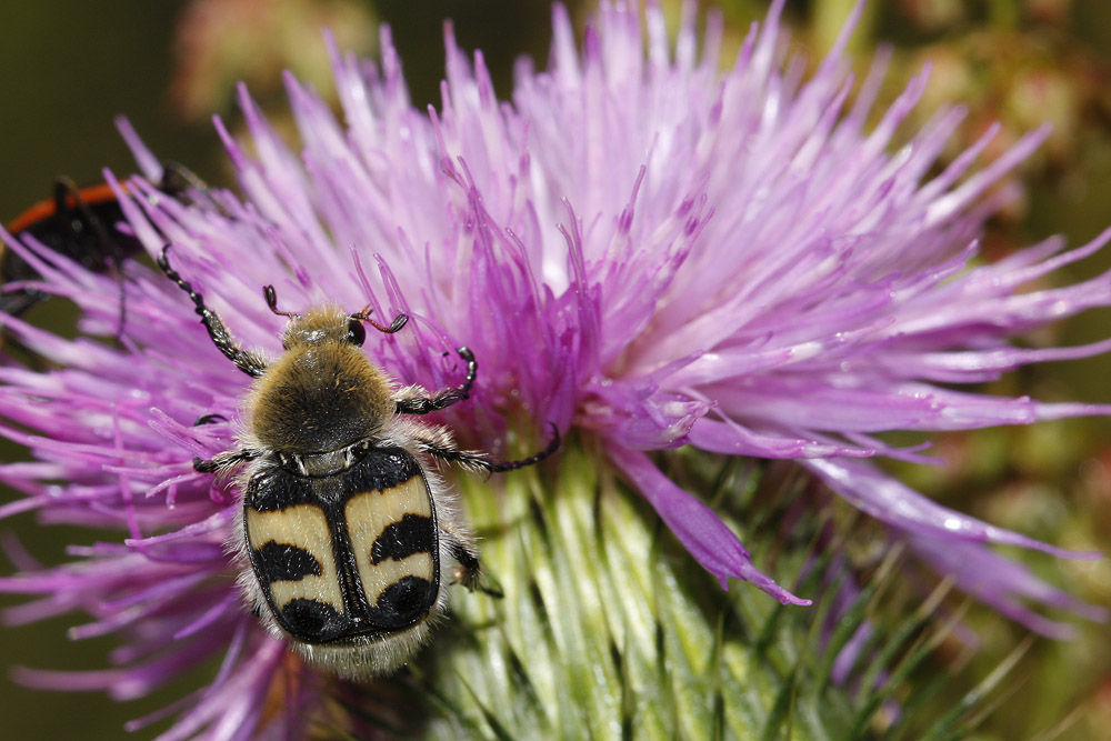 Trichie a bandes (Trichius fasciatus)