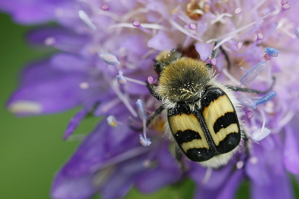 Trichie à bandes (Trichius fasciatus)