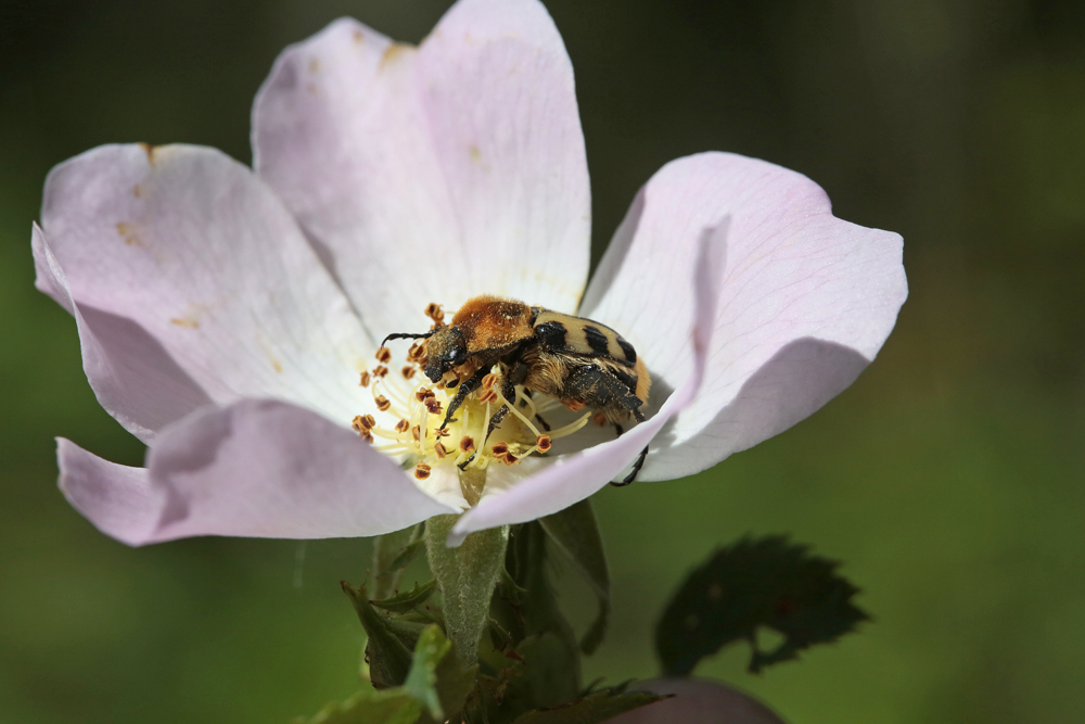 Trichie du rosier  (Trichius gallicus)