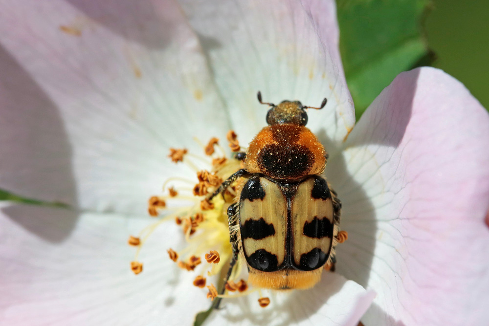 Trichie du rosier  (Trichius gallicus)