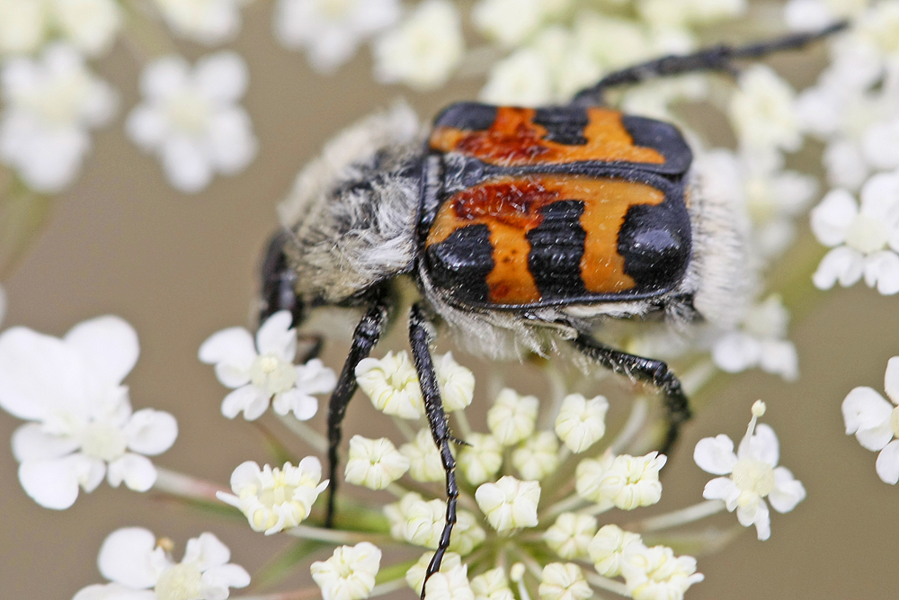 Trichius sexualis