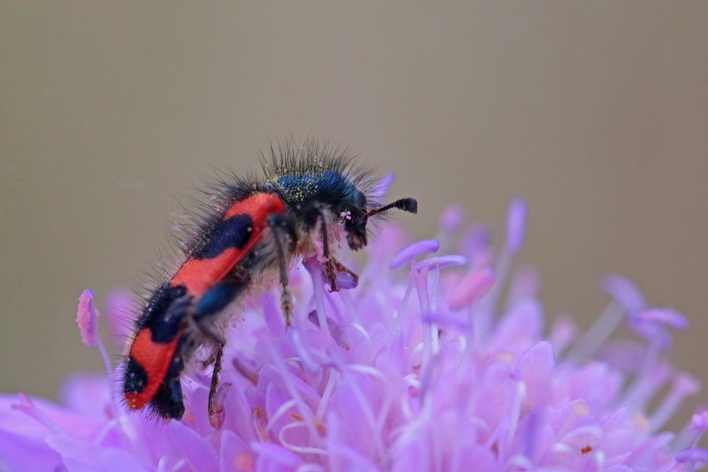 Clairon des ruches (Trichodes alvearius)