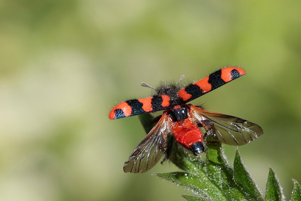 Clairon des ruches (Trichodes alvearius )