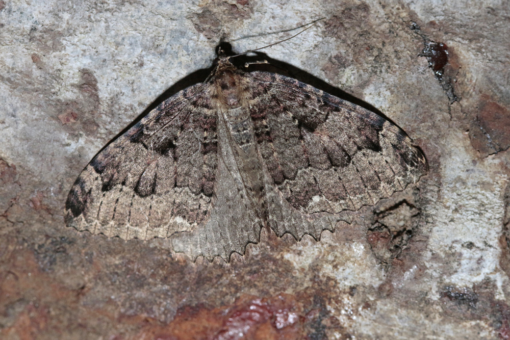 L'incertaine (Triphosa dubidata)