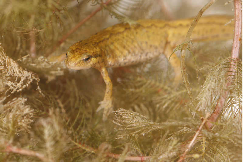 Triton palmé (Lissotriton helveticus)