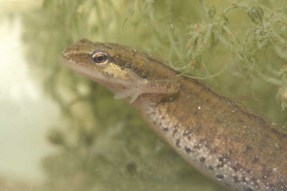 Triton palmé (Lissotriton helveticus)