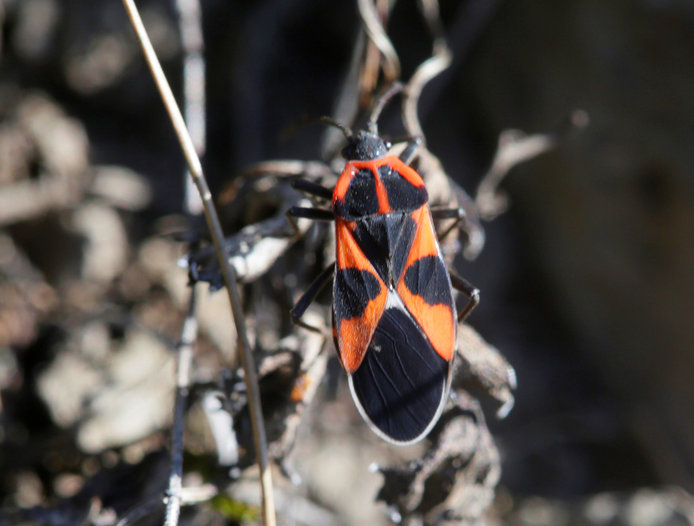 Tropidothorax leucoptérus
