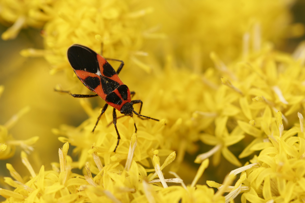 Tropidothorax leucopterus