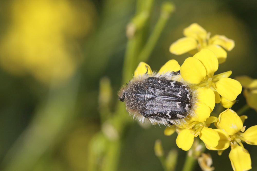 Cétoine hérissée (Tropinota hirta)