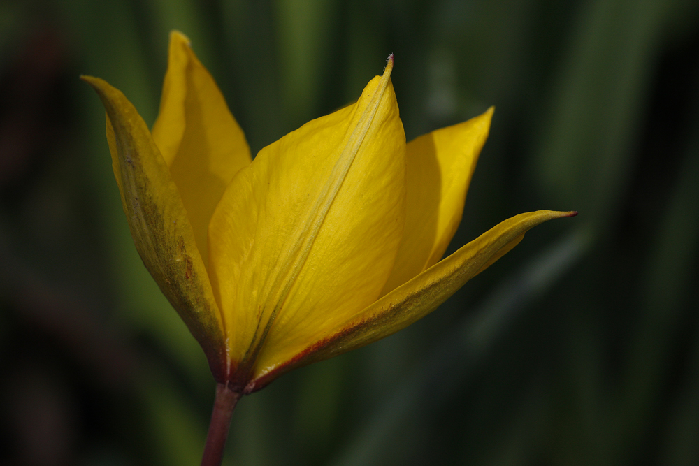 Tulipe sauvage (Tulipa sylvestris)
