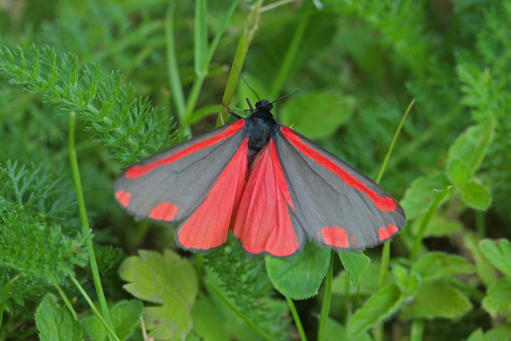 L' Ecaille du séneçon  La Goutte de sang (Tyria jacobaea)