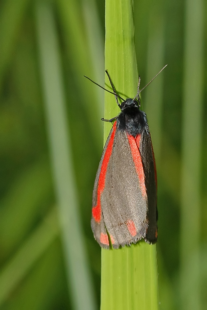 L' Ecaille du séneçon  La Goutte de sang (Tyria jacobaea)