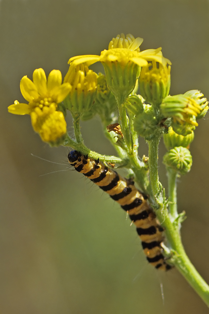L' Ecaille du séneçon  La Goutte de sang (Tyria jacobaea)