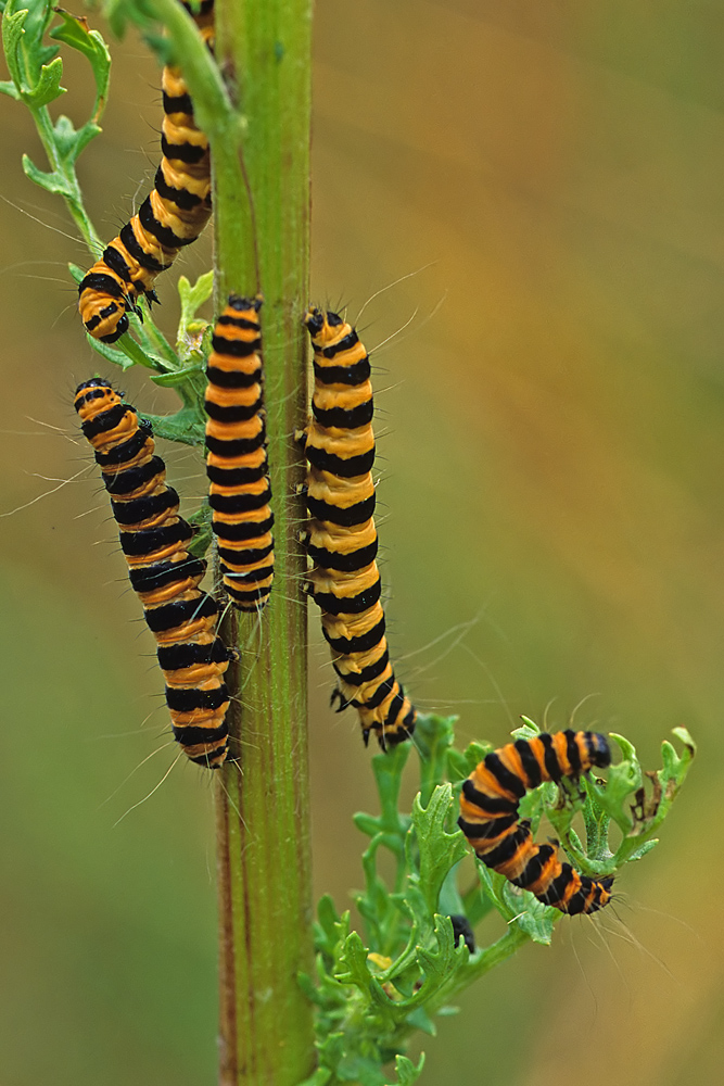 L' Ecaille du séneçon  La Goutte de sang (Tyria jacobaea)