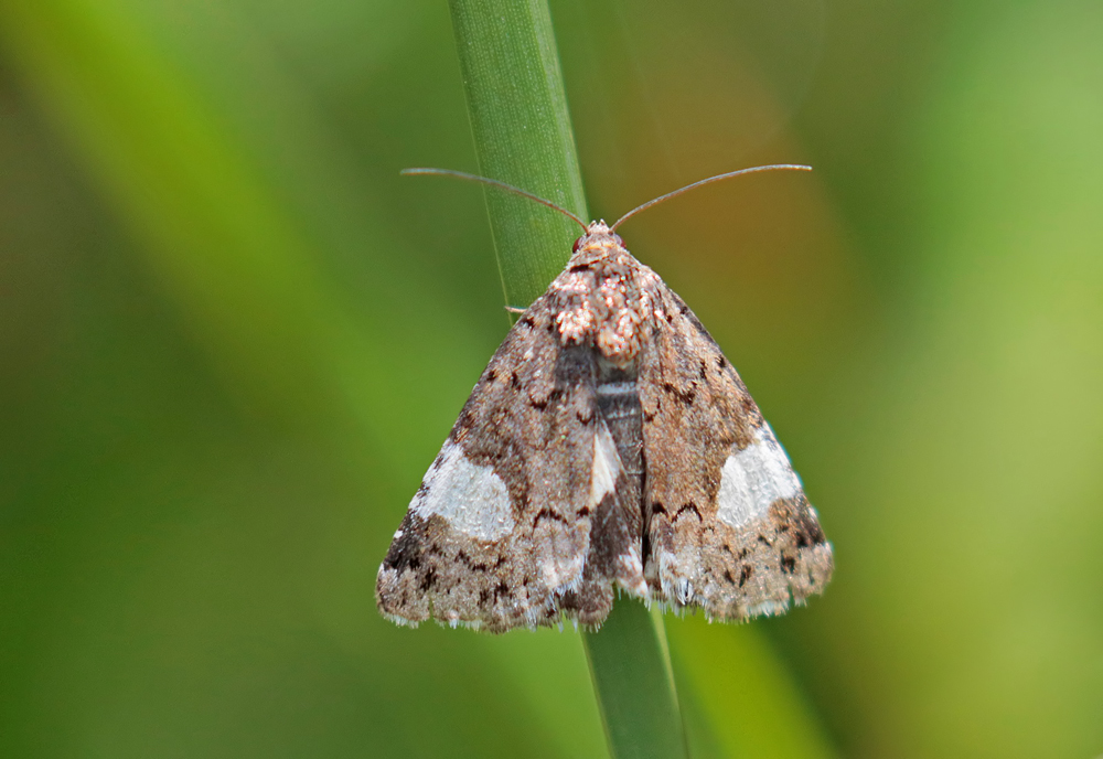 La Noctuelle en deuil (Tyta luctuosa)