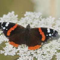 Le Vulcain (Vanessa atalanta)