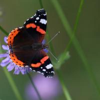 Le Vulcain (Vanessa atalanta)
