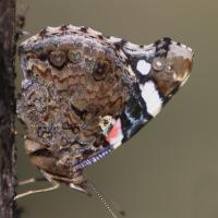 Le Vulcain (Vanessa atalanta)