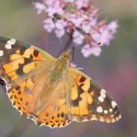 La Belle dame (Vanessa cardui)