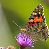 La Belle dame (Vanessa cardui)