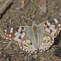 La Belle dame (Vanessa cardui)