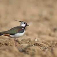 Vanneau  huppé   (Vanellus vanellus)