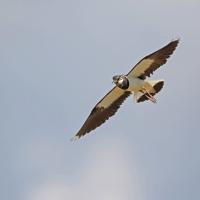Vanneau  huppé   (Vanellus vanellus)