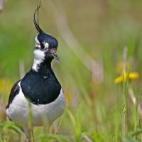 Vanneau  huppé   (Vanellus vanellus)